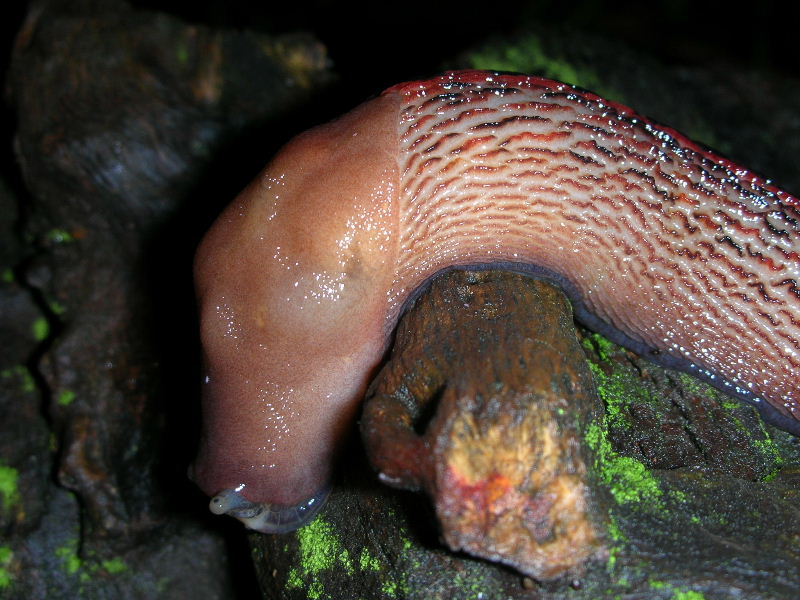 Limax dacampi dalle colline di Cellatica (BS)